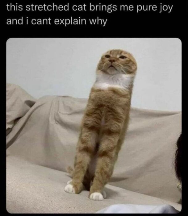 Funny orange cat stretching upright on couch with curious expression, adorable pet humor scene.