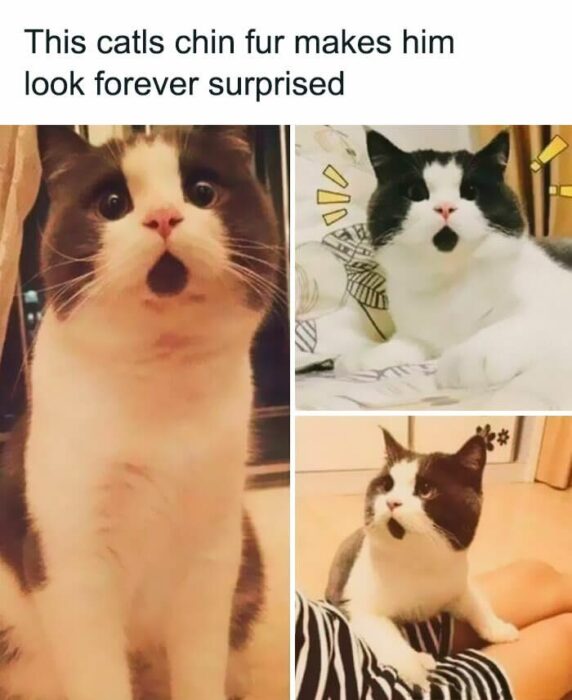 Funny surprised cat collage with fluffy white and gray fur, expressive eyes, and humorous poses.