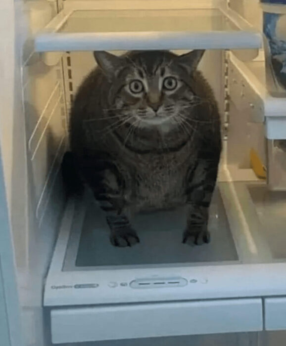 Funny tabby cat sitting inside a refrigerator with a surprised expression.