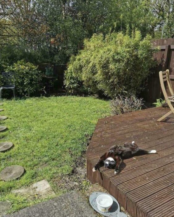 Relaxing black and white cat on sunlit garden deck with lush greenery and outdoor furniture.