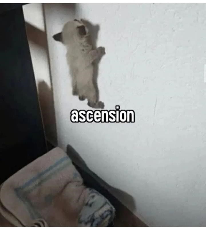 Cute kitten climbing wall, demonstrating playful determination and adorable pet behavior.