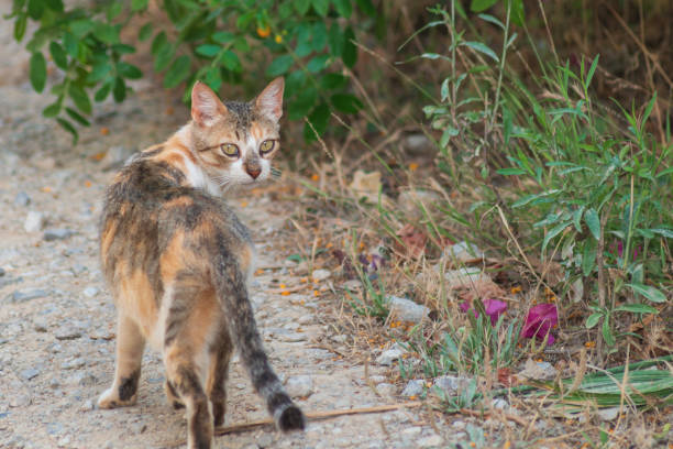 Calico cat walking on dirt path surrounded by green plants and colorful flowers.