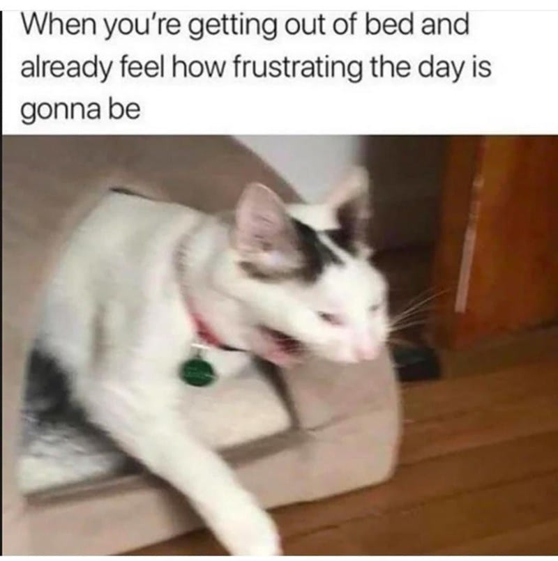 Tired cat yawning on couch, expressing morning frustration and daily stress.
