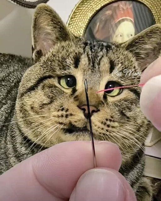 Curious tabby cat watching a hand threading red sewing needle close-up.
