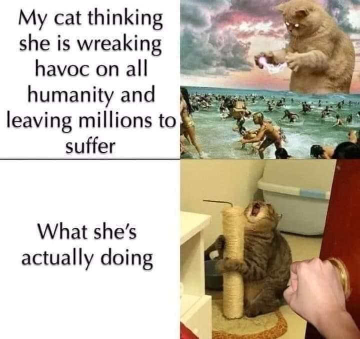 Funny cat meme showing imagined chaos versus real scratching post behavior.