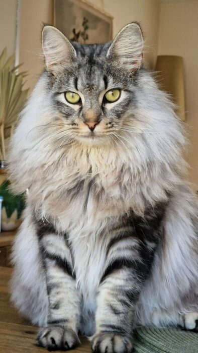Majestic gray tabby cat with long fur and striking green eyes indoors.