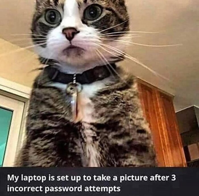 Curious tabby cat caught on laptop camera after failed password attempts.