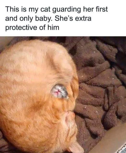 Mother cat cuddling and protecting her newborn ginger kitten in a cozy nest.