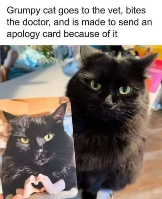 Grumpy black cat holding apology card after vet visit with angry expression.