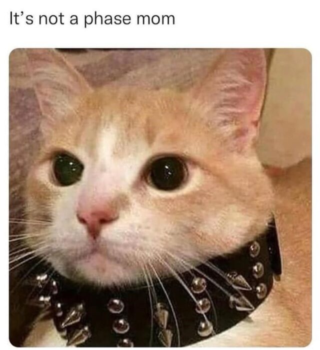 Orange and white cat wearing oversized punk spiked collar with humorous caption.