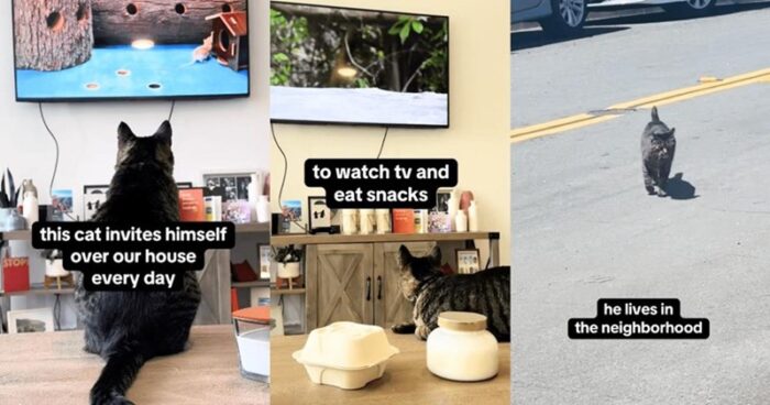 Neighborhood cat enjoys watching TV, eating snacks, and exploring outdoors in cozy home.