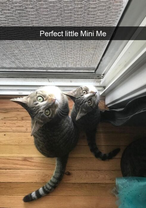 Two adorable tabby cats sitting together indoors on wooden floor.