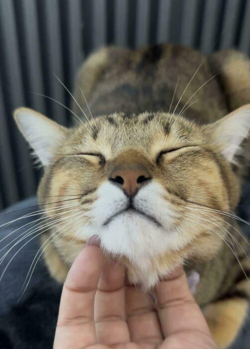 Close-up of a content cat being gently caressed by a loving human hand.