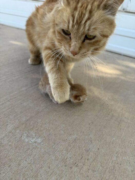 Ginger cat hunting and catching a mouse outdoors on concrete surface.