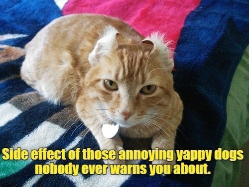 Relaxed ginger tabby cat on colorful blanket with humorous dog noise comment.
