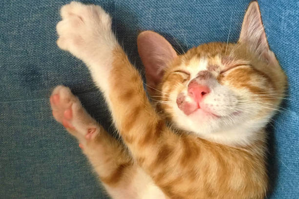 Adorable orange and white kitten sleeping peacefully on cozy blue fabric.