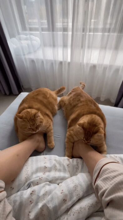 Two ginger tabby cats resting cozily on bed beside a human arm.