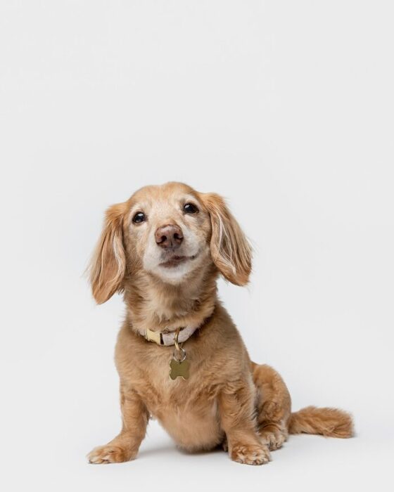 Golden brown dachshund mix dog with shiny bone tag collar sitting on white background.