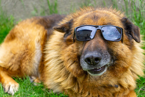 Golden retriever dog wearing sunglasses relaxing on green grass outdoors.
