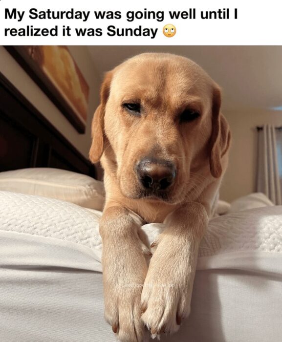 Golden Labrador resting on bed with a contemplative expression, capturing weekend relaxation and Sunday blues.