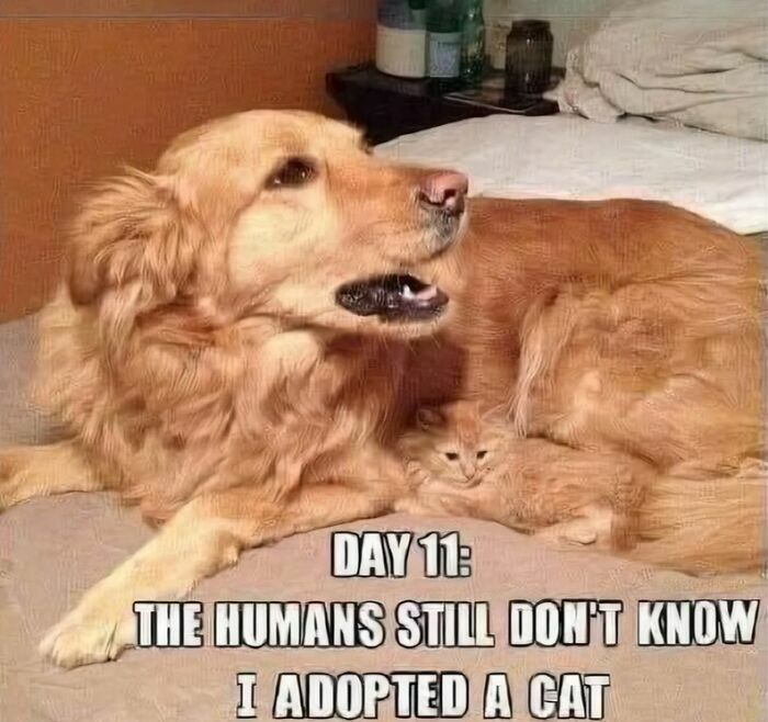 Golden retriever relaxes with a tiny ginger kitten in a cozy bed.