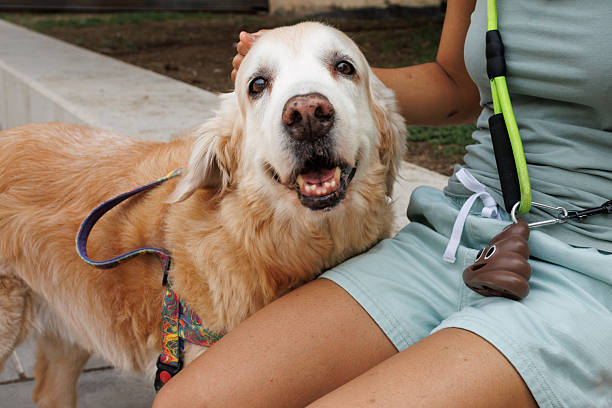 Happy dog and owner enjoying outdoor park day with petting, sunshine, and playful golden retriever.