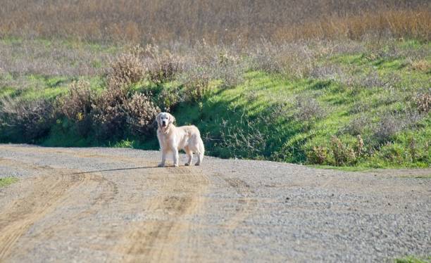 Golden retriever exploring scenic dirt path in lush green countryside under bright, sunny sky.
