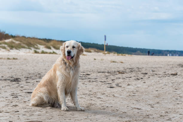 Golden retriever dog enjoying a sunny day at the beach with sand, water, and ocean scenery.