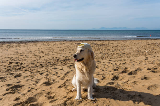 Happy golden retriever with cap relaxing on sandy beach by ocean and mountain background.