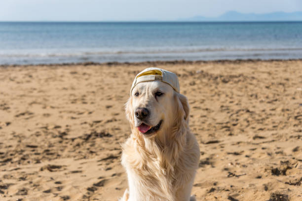Happy golden retriever with cap enjoying sunny beach and ocean view.