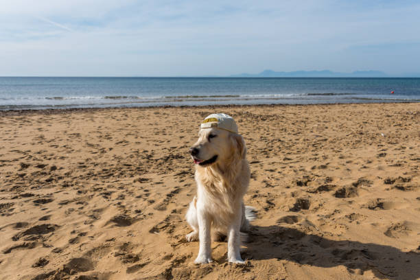Happy golden retriever wearing a cap enjoying a sunny beach with sand and ocean backdrop.