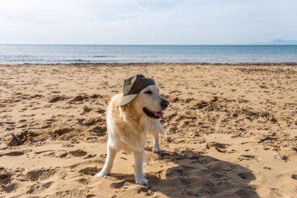 Happy golden retriever wearing a green cap enjoying sunny beach with waves and mountains.