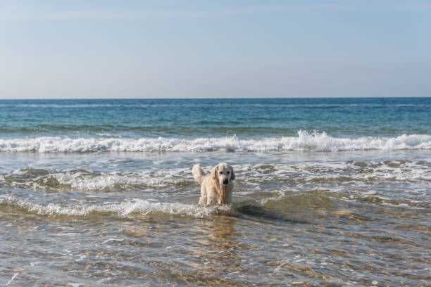 Golden retriever playing in the surf at a peaceful, sunny beach.