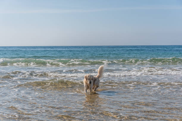 Happy golden retriever playing in the ocean waves on a sunny beach.