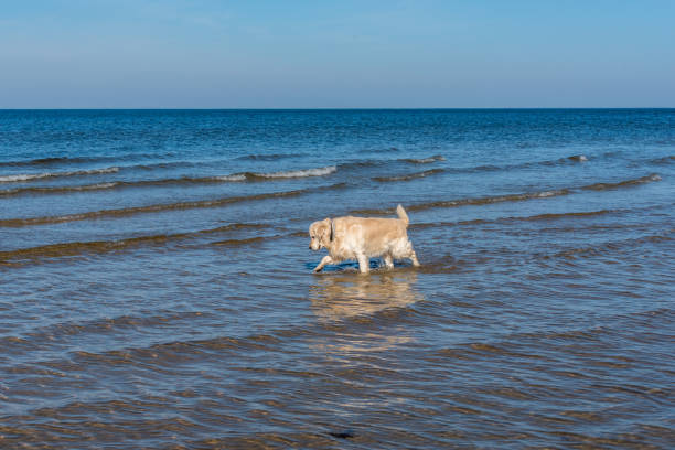 Golden retriever playing in calm beach waves on a sunny, peaceful shoreline.