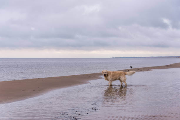 Golden retriever joyfully playing in shallow beach water on overcast day.
