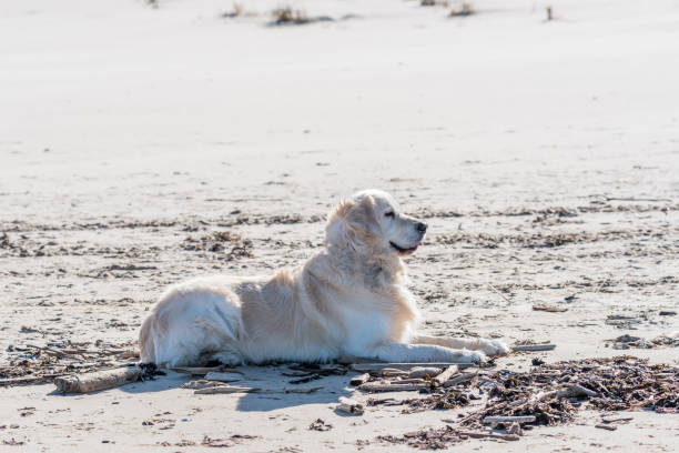 Golden retriever relaxing on a sunny beach with sand, seaweed, and ocean breeze.