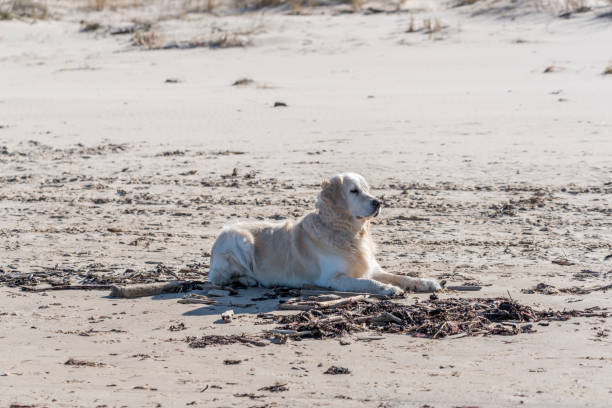 Relaxed golden retriever lying on sandy beach under sunny blue sky.