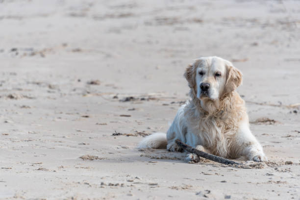 Golden retriever relaxing on sandy beach with stick, enjoying a sunny, peaceful day at the shore.