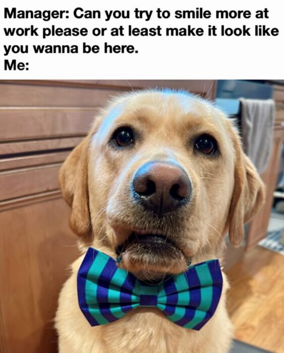 Adorable golden retriever with bow tie, expressive face, and cozy home background.
