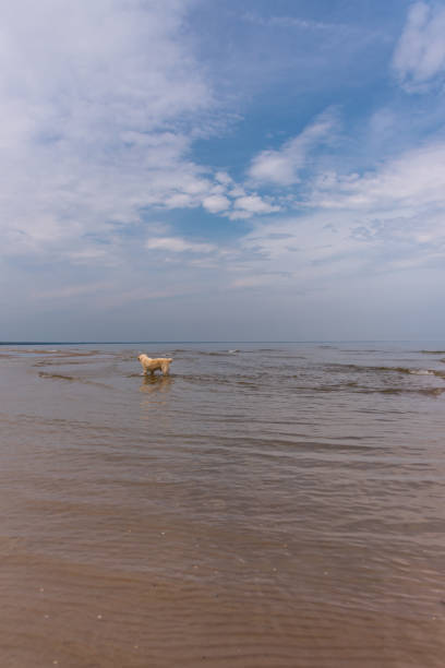 Golden retriever wading in coastal water during a peaceful beach day.
