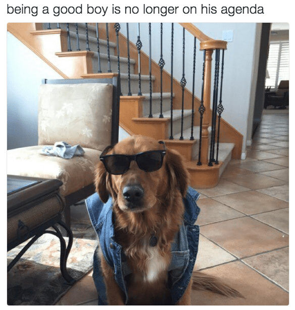 Cool golden retriever in denim jacket and sunglasses relaxing at home.