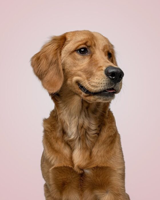 Golden retriever side profile with soft golden fur and curious expression on pink background.