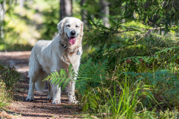 Happy golden retriever exploring lush forest trail on a sunny day.