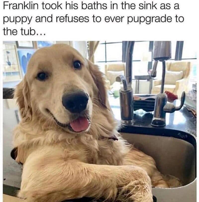 Golden retriever Franklin happily sits in modern kitchen sink for bath, showcasing playful pet humor.