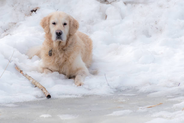 Golden retriever lying in snow with stick, surrounded by winter landscape and icy patches.
