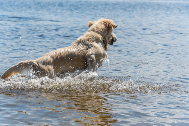 Golden retriever playing in water during summer at a river in Latvia.