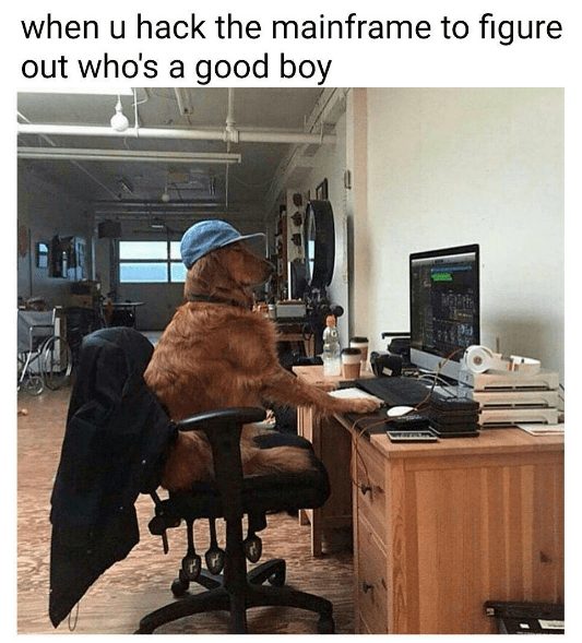 Cute golden retriever hacking a computer in a modern office environment.
