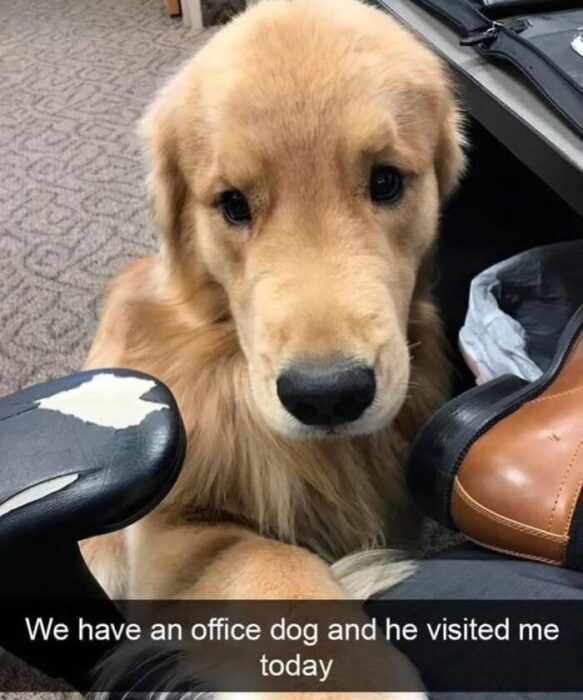 Golden retriever office dog visiting coworkers, bringing joy and comfort at work.