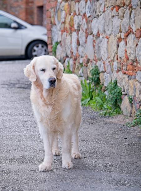 Golden retriever on rustic stone wall and gravel path in peaceful rural setting.